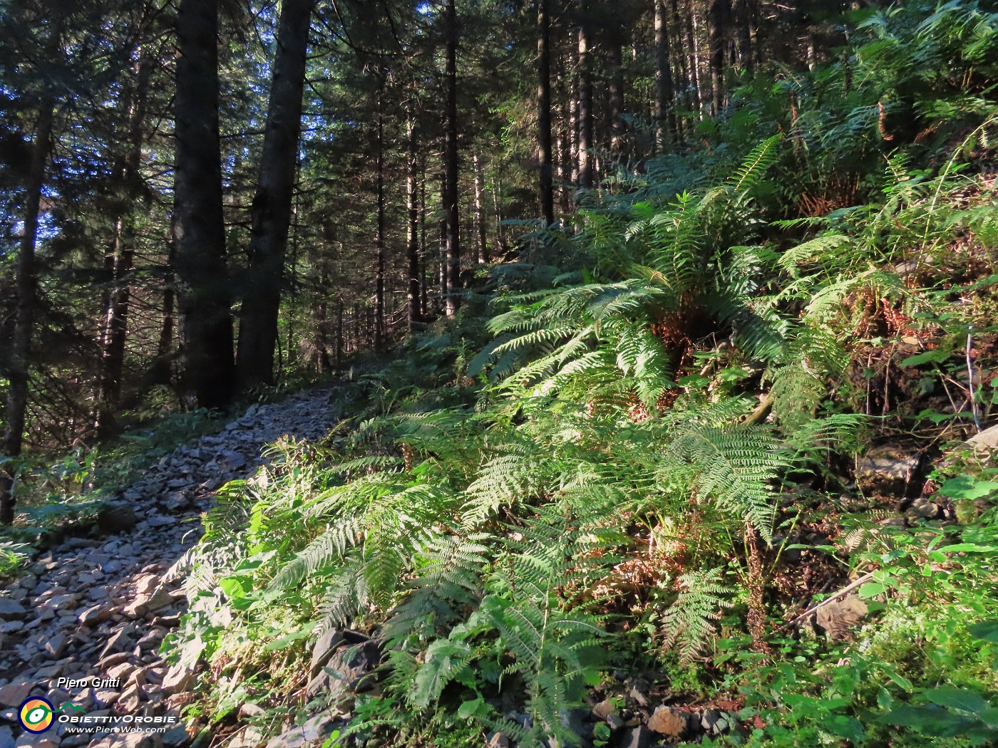 07 Sottobosco di verdi felci nella ombrosa abetaia.JPG